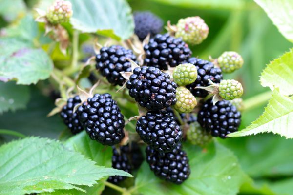 Blackberry Bush Removal in Hickory
