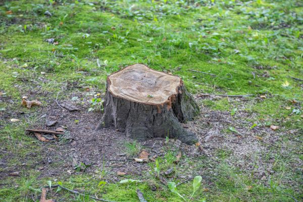 Bush Stump Removal in Hickory