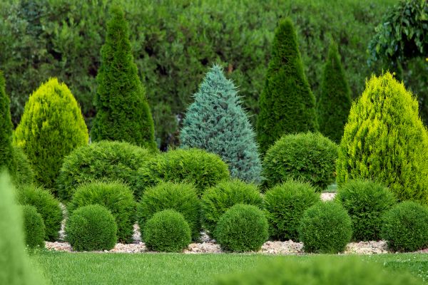Bush Trimming Service in Hickory