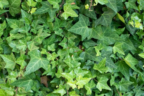 Cost of English Ivy Removal in Hickory