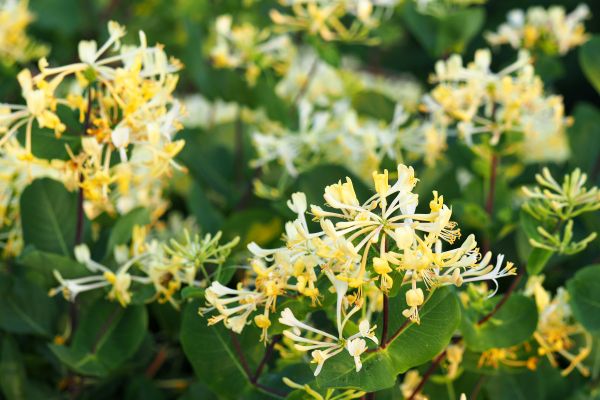 Cost of Honeysuckle Removal in Hickory