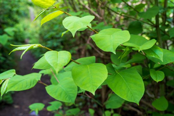 Cost of Invasive Plant Removal in Hickory