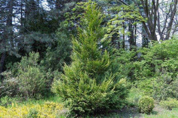 Cost of Juniper Pruning in Hickory