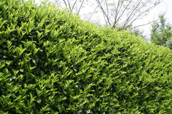 Cost of Laurel Removal in Hickory