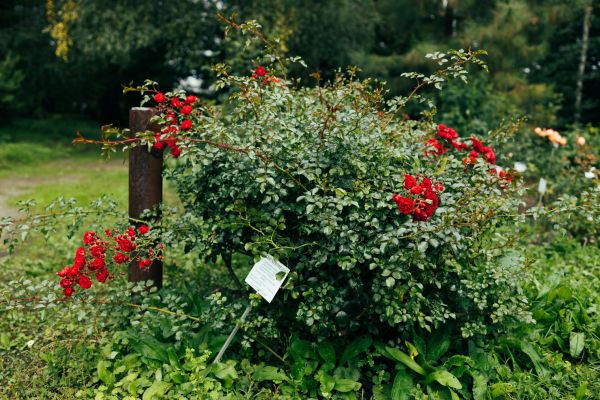Cost of Rose Bush Removal in Hickory
