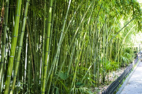 Cost of Bamboo Root Removal in Hickory