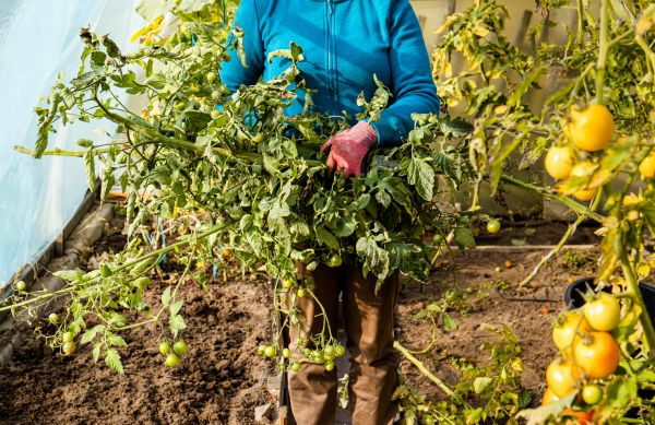 Cost of Garden Plant Removal in Hickory