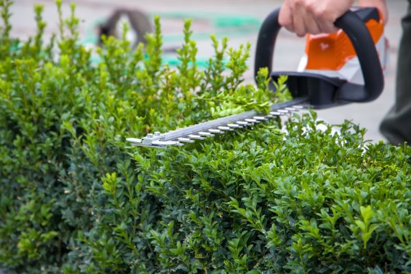 Hedge Shearing in Hickory