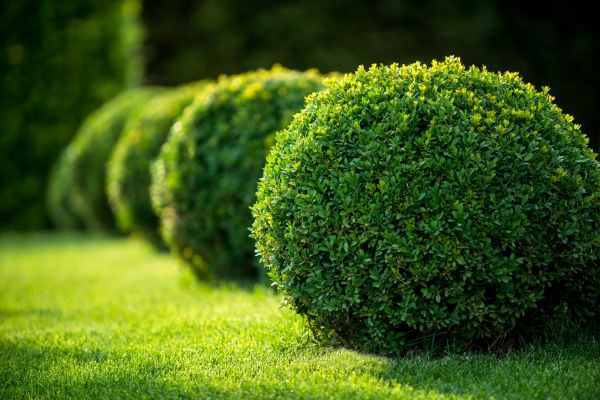 Cost of Bush Pruning in Hickory