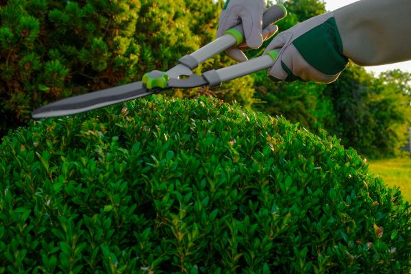 Cost of Topiary Shearing in Hickory