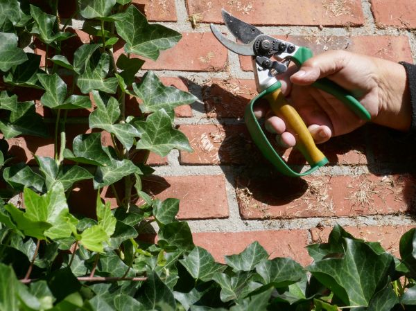 Cost of Ivy Removal Service in Hickory