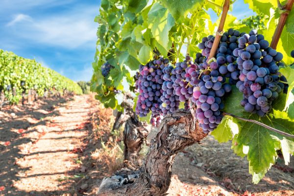Cost of Grapevine Pruning in Hickory