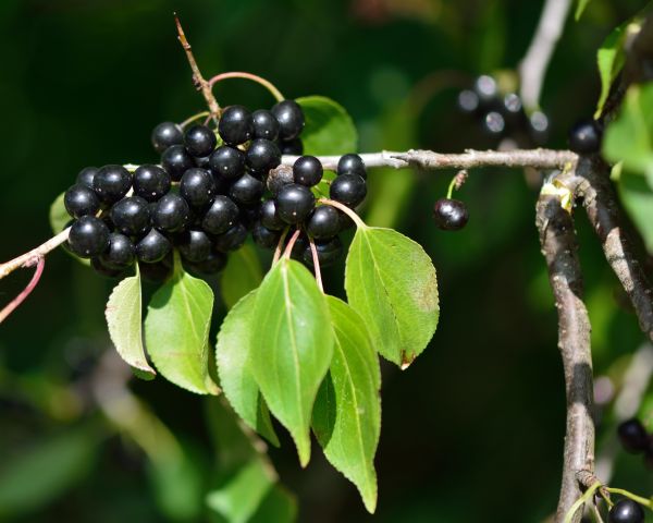 Cost of Buckthorn Removal in Hickory
