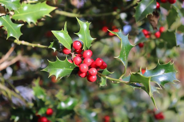 Holly Tree Trimming in Hickory