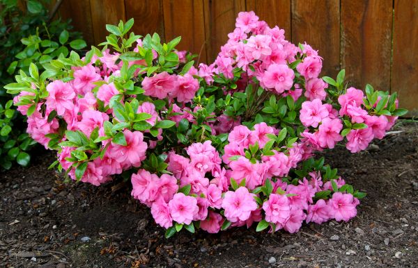 Cost of Azaleas Removal in Hickory