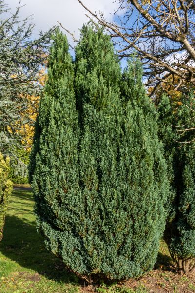 Cost of Juniper Trimming in Hickory