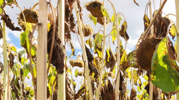 Cost of Dead Plant Removal in Hickory
