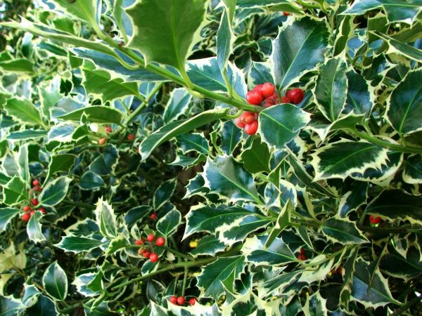 Holly Bushes Trimming in Hickory