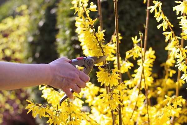 Forsythia Pruning in Hickory