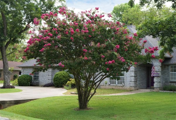 Crepe Myrtle Trimming in Hickory