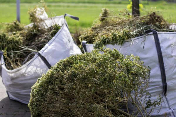 Cost of Shrubs Removal in Hickory