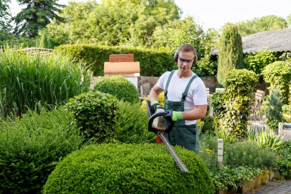 Shrubs Trimming in Hickory