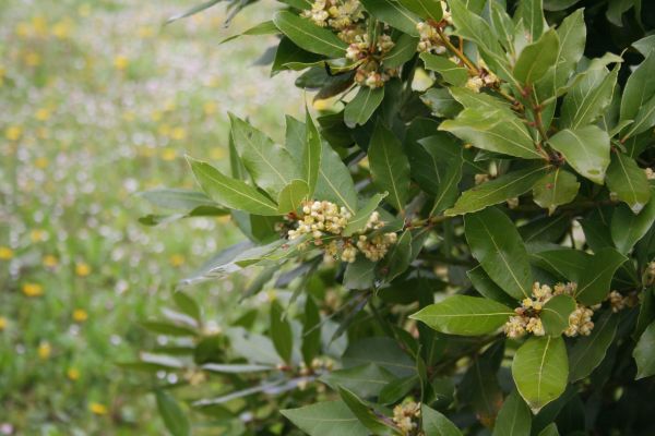 Cost of Laurel Trimming in Hickory