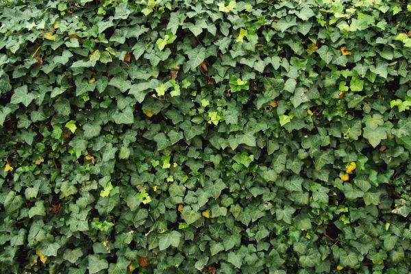 Cost of Ivy Pruning service in Hickory
