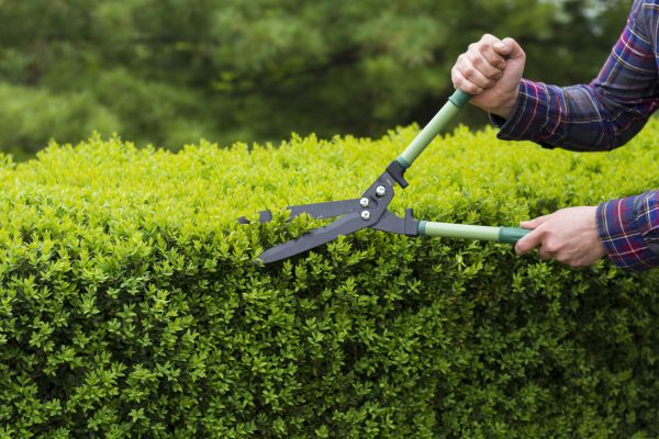 Cost of Evergreen Shrub Pruning in Hickory