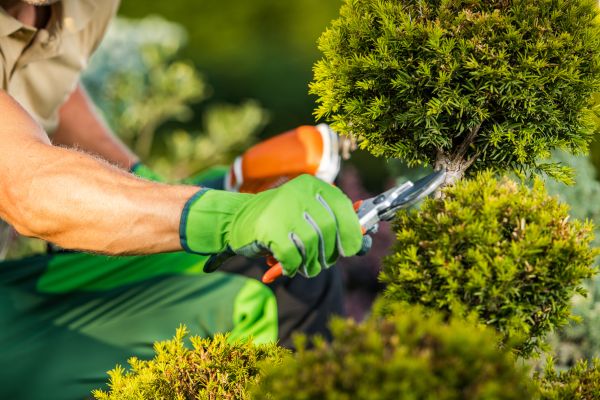 Cost of Landscape Pruning Service in Hickory