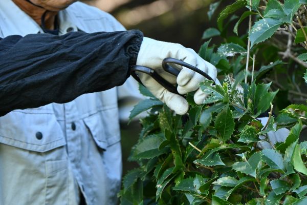 Holly Pruning in Hickory