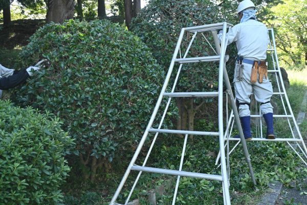 Cost of Holly Shaping in Hickory