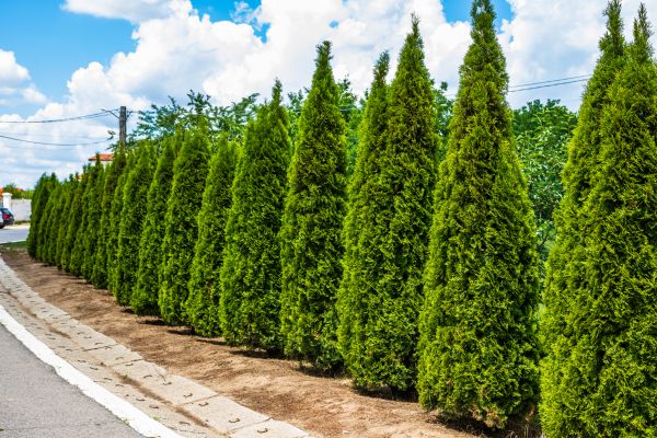 Cost of Arborvitae Shearing in Hickory