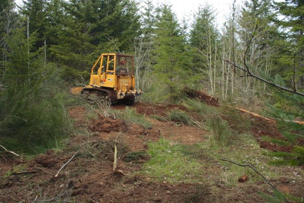 Cost of Shrubbery Clearing in Hickory