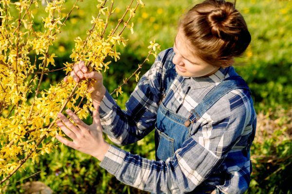 Forsythia Trimming in Hickory
