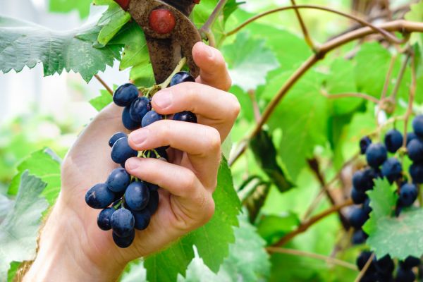 Cost of Vineyard Pruning in Hickory