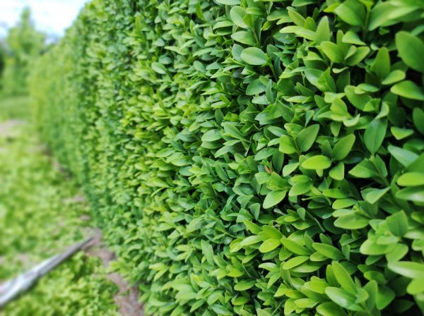 Cost of Boxwood Pruning in Hickory
