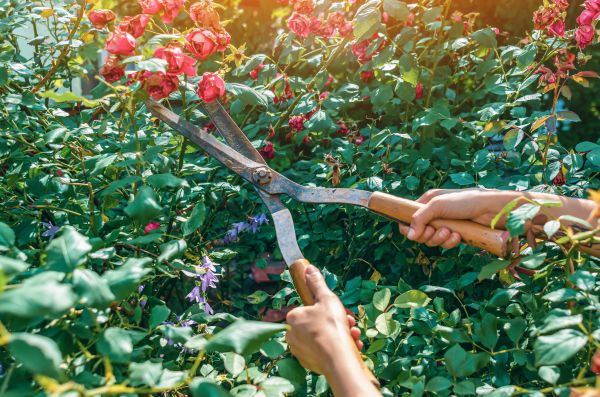 Knockout Roses Pruning in Hickory