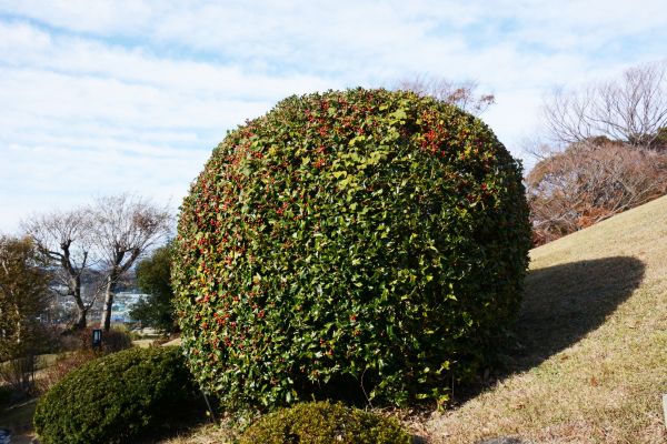 Holly Shrub Pruning in Hickory
