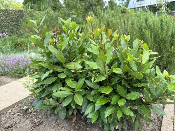 Cost of Laurel Hedge Trimming in Hickory