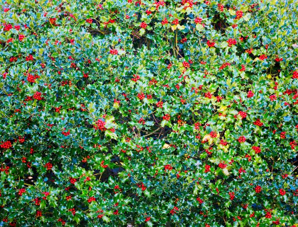 Cost of Holly Bush Removal in Hickory