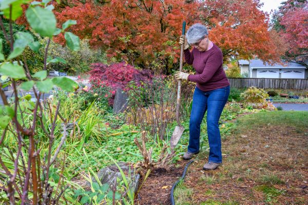 Cost of Dead Bush Removal in Hickory
