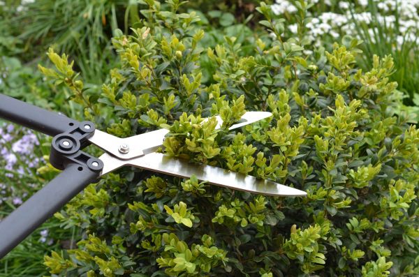 Cost of Boxwood Trimming in Hickory