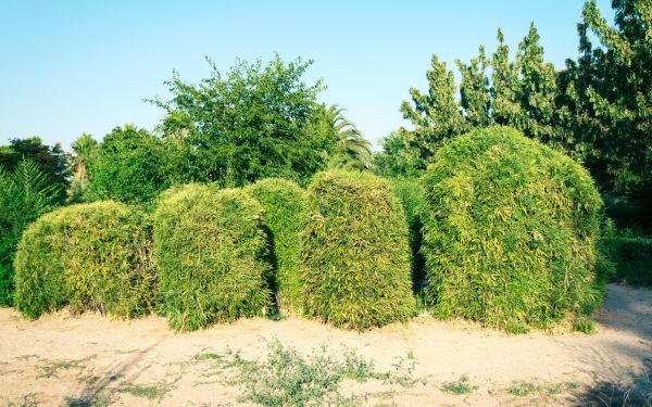 Cost of Bamboo Hedge Removal in Hickory