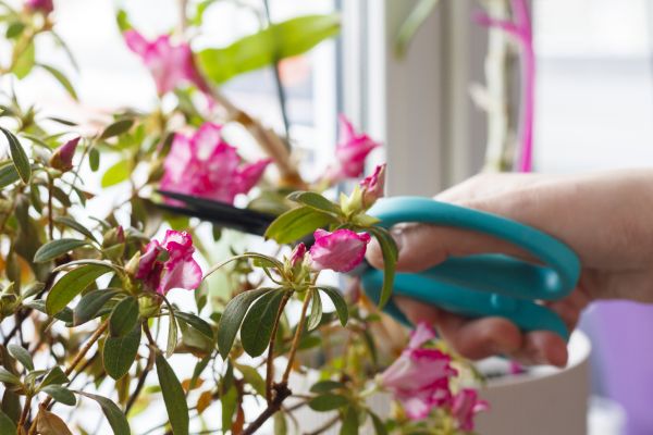 Azalea Pruning in Hickory