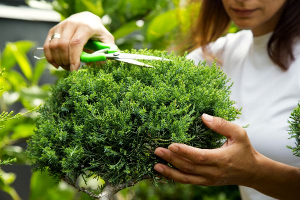 Cost of Juniper Shrub Pruning in Hickory
