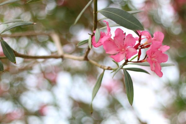 Cost of Oleander Removal in Hickory
