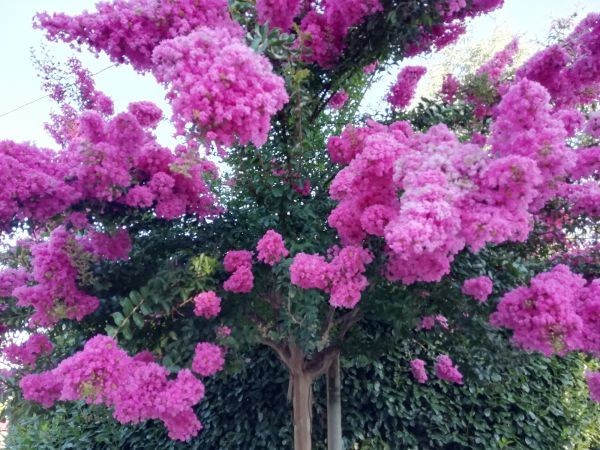 Crape Myrtle Pruning in Hickory