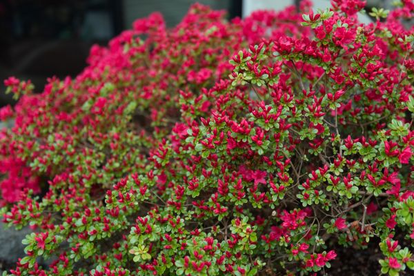Cost of Weigela Removal Service in Hickory