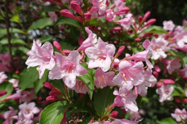 Cost of Weigela Pruning Service in Hickory